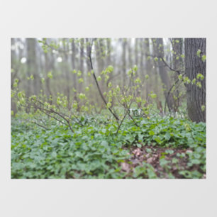 Vinilos Para Cristales Suelo del bosque de los Cárpatos Rumania Fotografí