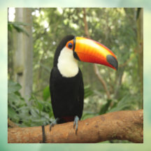 Toucan en la rama del árbol