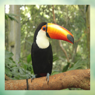Vinilos Para Cristales Toucan en la rama del árbol