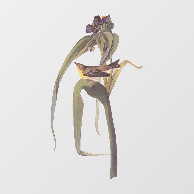 Vinilos Para Cristales Vigor Vireo Songbird de Audubon (Hoja)