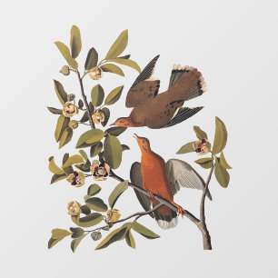 Vinilos Para Cristales Zenaida de Audubon vierte pájaros en rama de árbol