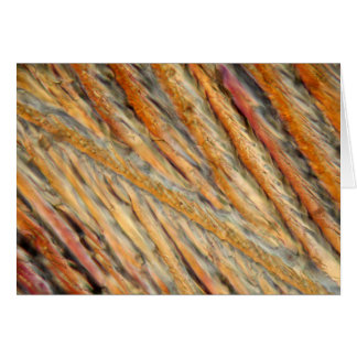 Vino bajo el microscopio - Chardonnay