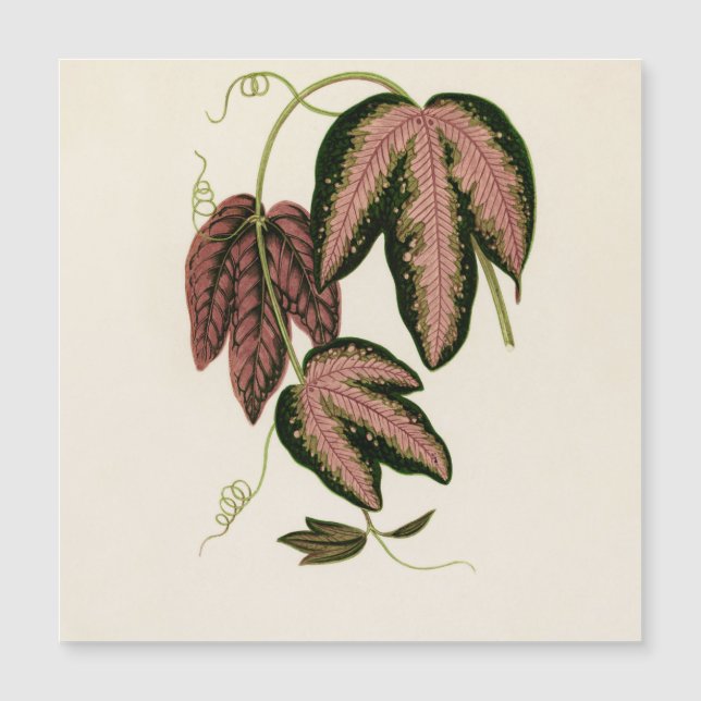 Vino de pasión de tres colores (Passiflora Trifasc (Anverso)