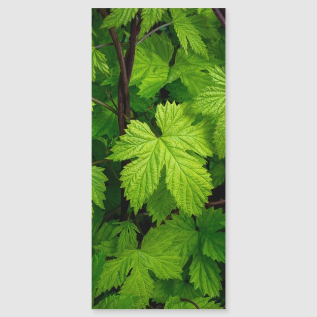 Vinos verdes (Anverso)