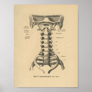 Vintage 1888 Impresión de Anatomía Alemana Spina C