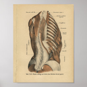 Vintage 1888 Músculos de impresión de anatomía ale