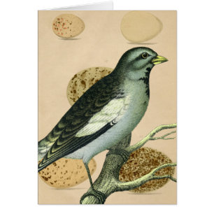 Vintage Bird Digital Art