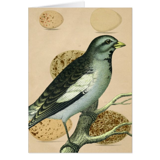Vintage Bird Digital Art (Frente)
