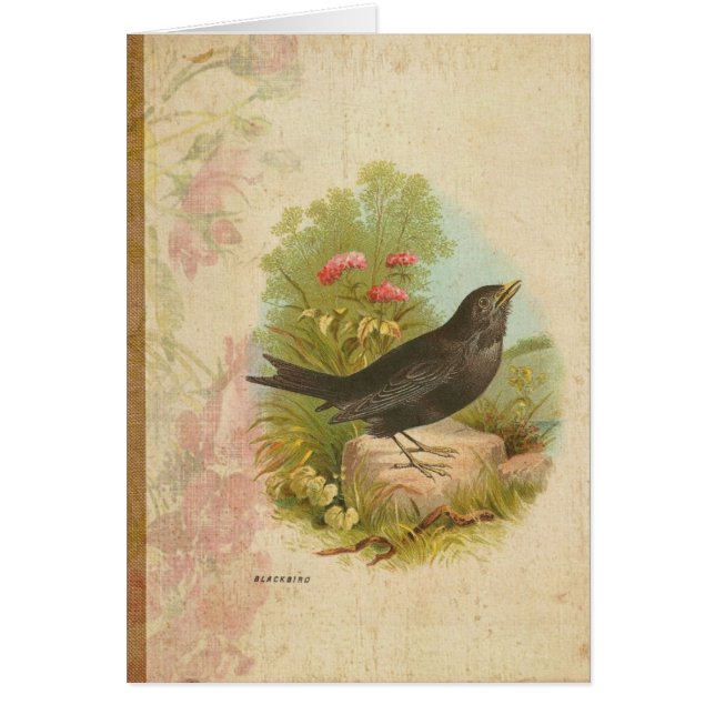 Vintage Blackbird (Frente)