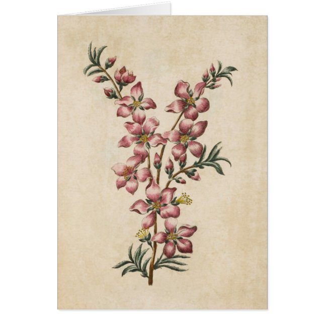 Vintage Blossom de almendras florales botánicas (Frente)