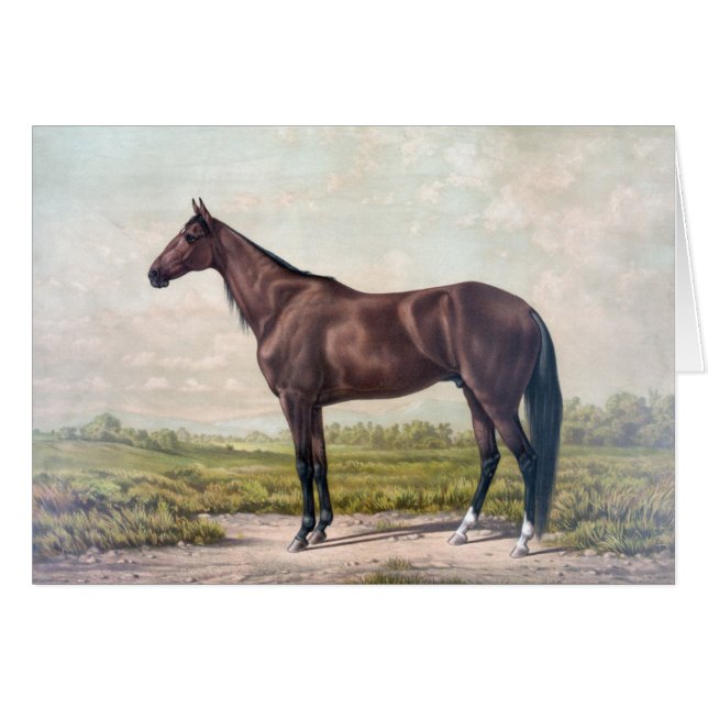 Vintage - caballo de raza majestuoso, (Anverso (Horizontal))