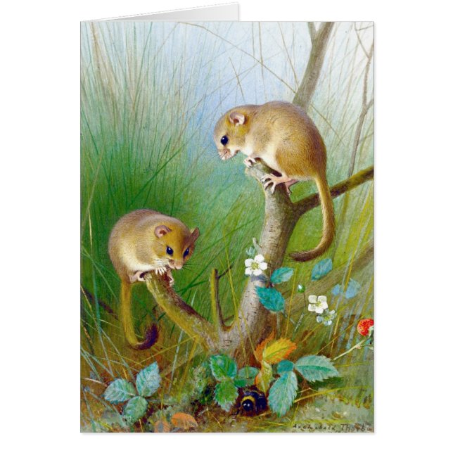 Vintage Dormice (Frente)
