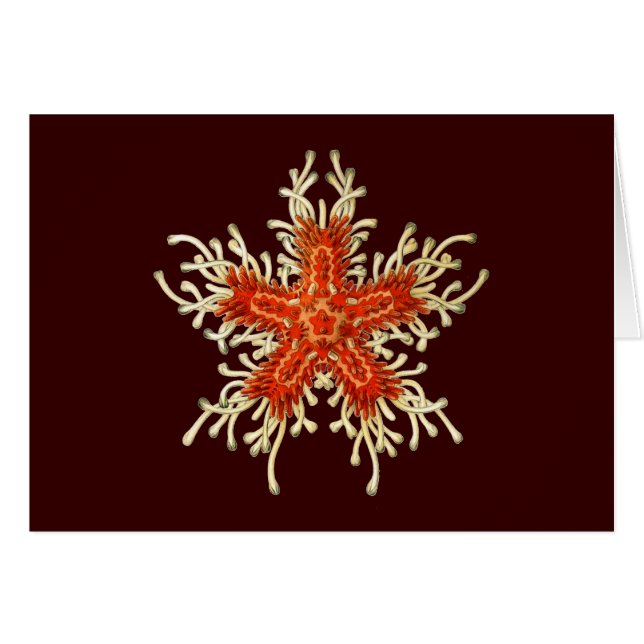 Vintage Ernst Haeckel (Anverso (Horizontal))