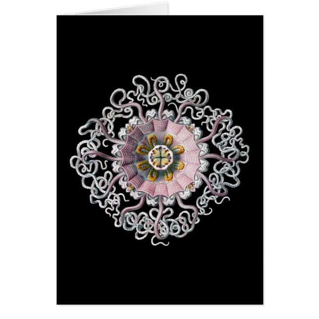 Vintage Ernst Haeckel (Frente)