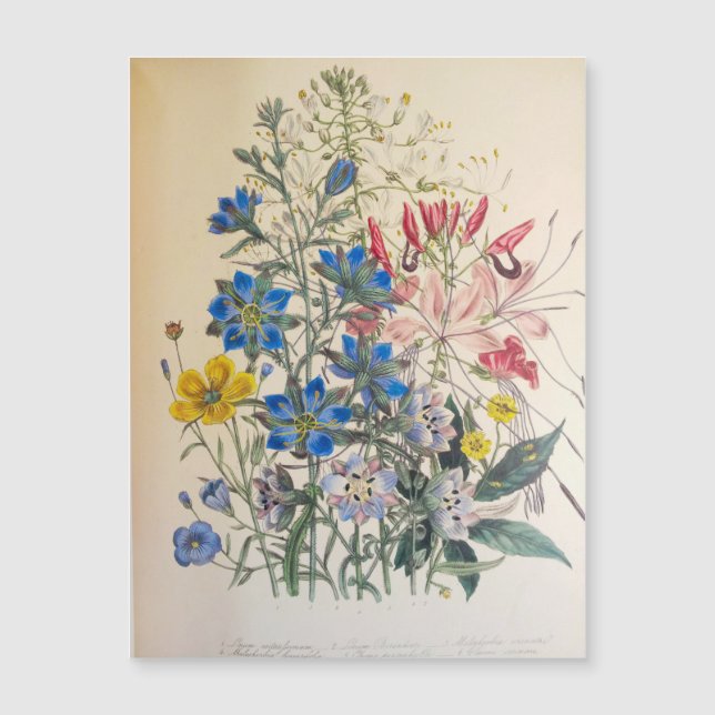Vintage Flax and Cleome Botanical Illustration (Anverso)