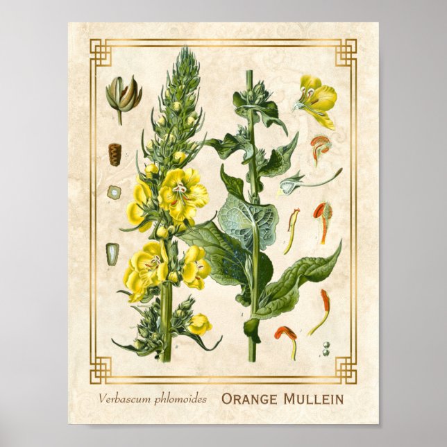 Vintage Floral Herb Naranja Mullein Arte Botánico (Frente)