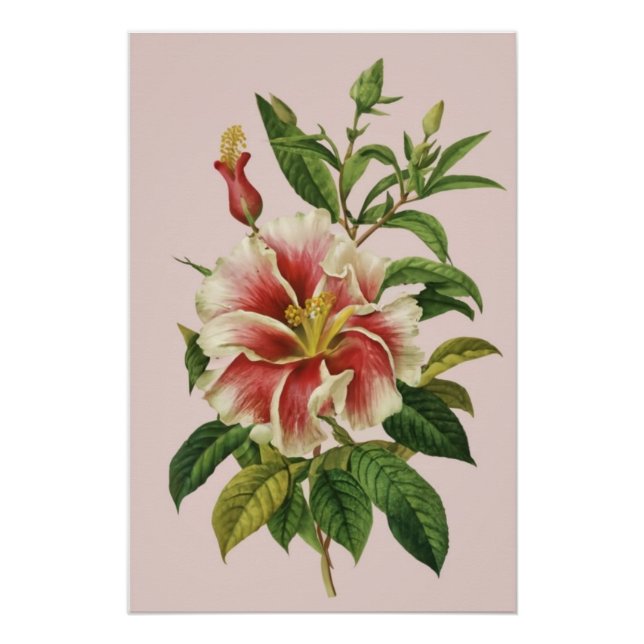 Vintage Flower Moderno Art II Poster (Anverso)