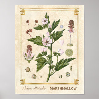 Vintage Herbal Plant Marshmallow Arte Botánico