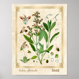 Vintage Ilustracion Herb Planta Sage Arte Botánico