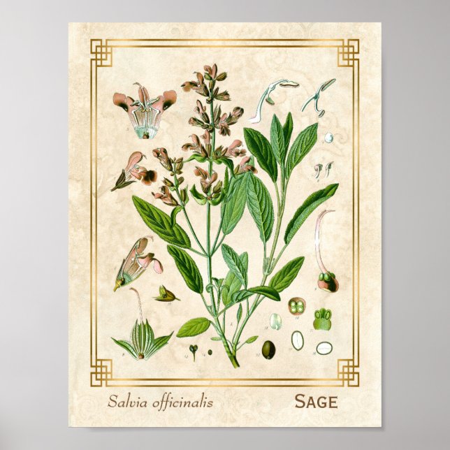 Vintage Ilustracion Herb Planta Sage Arte Botánico (Frente)