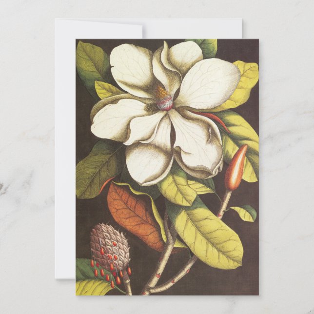 Vintage Magnolia Flores Plantas Con Semillas (Anverso)