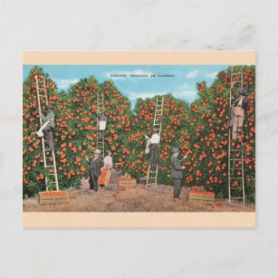 Vintage Naranja cogiendo una postal en Florida