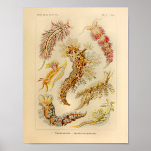 Vintage Nudibranchia Color Ernst Haeckel Arte Impr