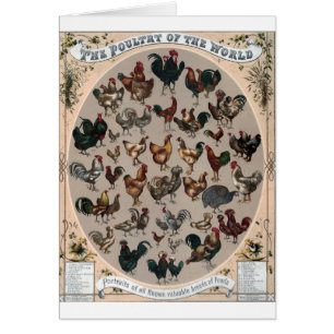 Vintage - razas de las aves de corral del mundo,