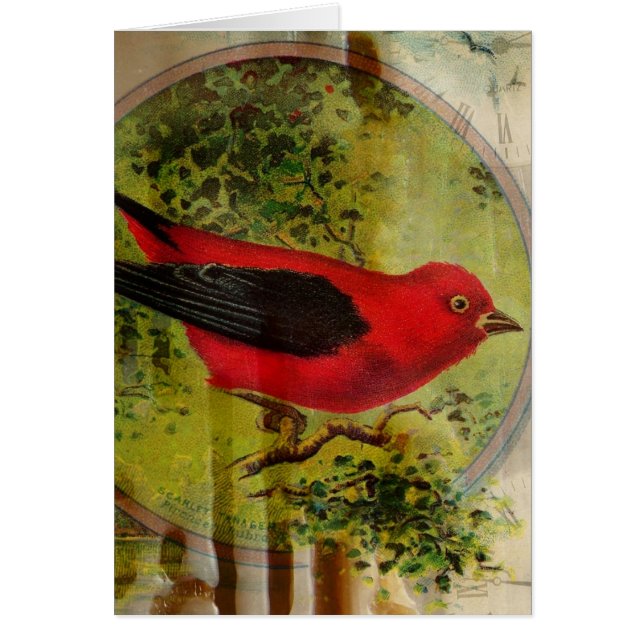 Vintage Red Bird All Occasis (Frente)