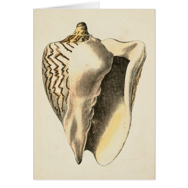 Vintage Sepia Conch Shell (Frente)
