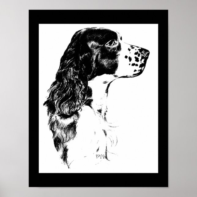 Vintage Springer Spaniel Dog Arte Blanco Y Negro (Frente)