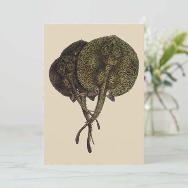 Vintage Stingrays, animales marinos (Anverso de pie)