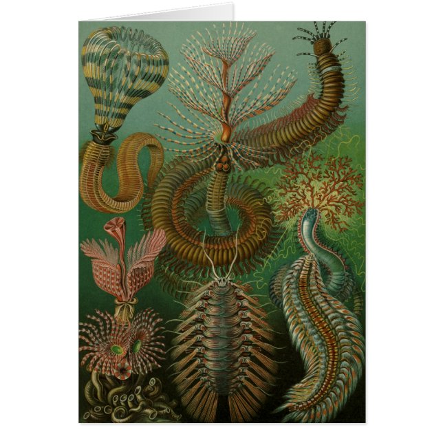 Vintage Worms Annelids Chaetopoda de Ernst Haeckel (Frente)