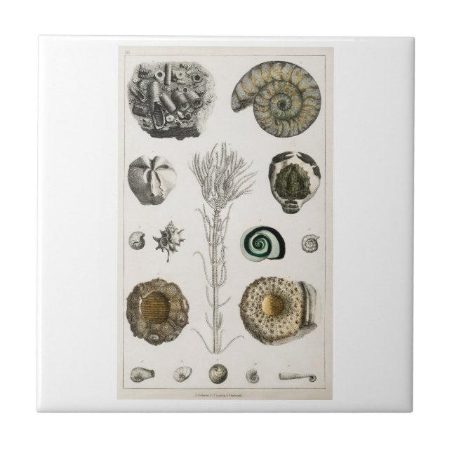 VINTAJE DE BALDOSAS CERAMICAS "FOSSILS" OLIVER GOL (Frente)