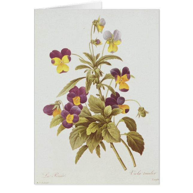 Viola tricolora (Frente)