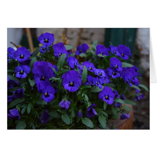 Viola wittrockiana (Anverso (Horizontal))