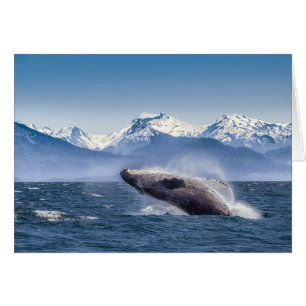 Violación de la ballena jorobada en Alaska