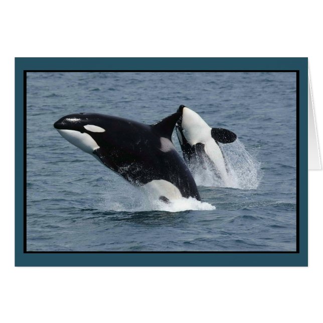 Violación de las orcas de la orca (Anverso (Horizontal))