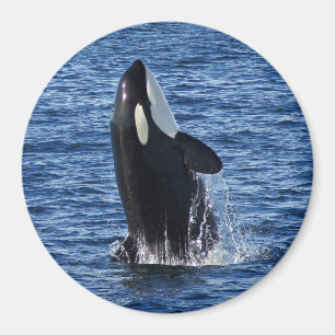 Violación del imán de la orca (orca)