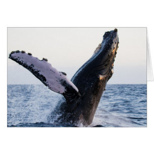 Violando la ballena jorobada #1, esconda dentro