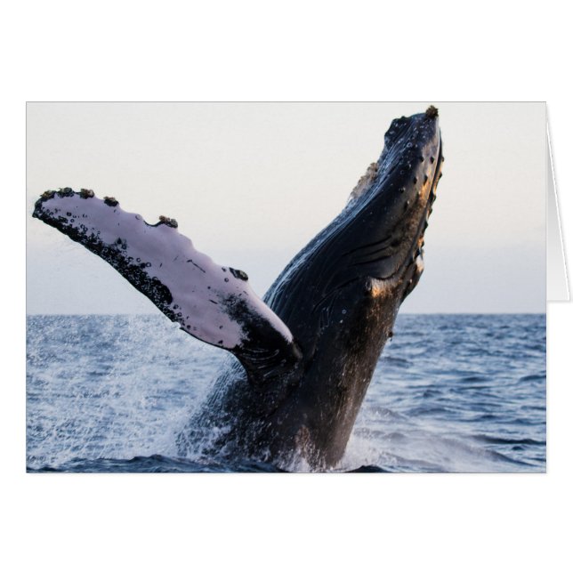 Violando la ballena jorobada #1, esconda dentro (Anverso (Horizontal))