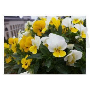 Violas en el jardín de Villa di Poggio un Caiano