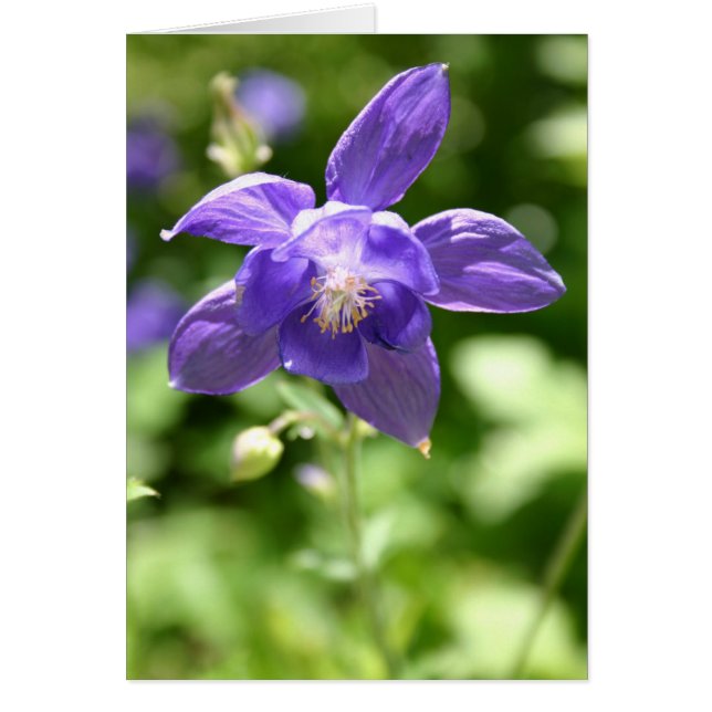 Violet (Frente)