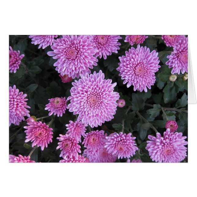 Violet Chrysanthemums (Anverso (Horizontal))