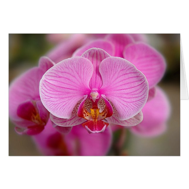 Violet Orchids (Anverso (Horizontal))