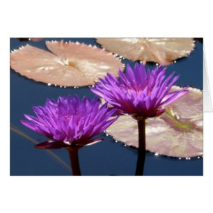 Violet Water Lilies