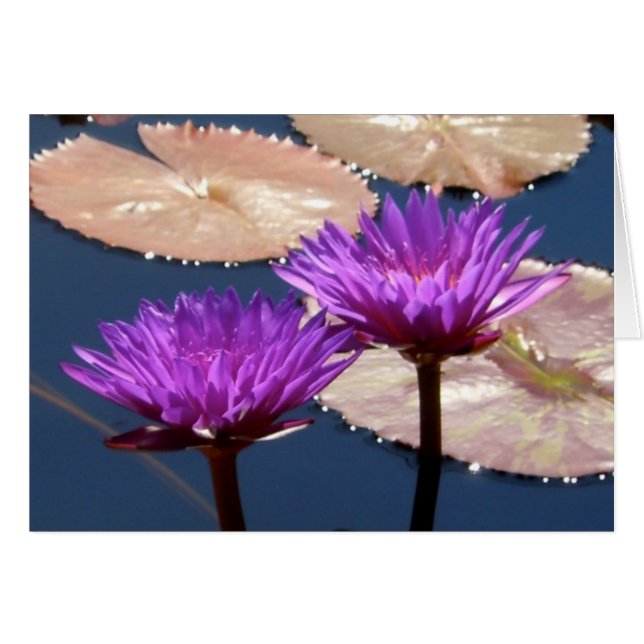 Violet Water Lilies (Anverso (Horizontal))