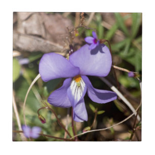 Violeta de pie de pájaro con azulejos