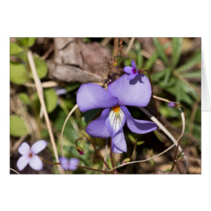 Violeta de pies-pájaros con Bluets