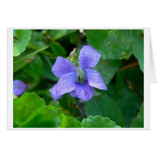 Violeta en la lluvia (Anverso (Horizontal))